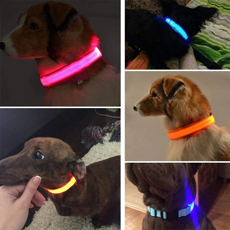LED Dog Night Safety Collar for Dogs (USB Rechargeable)